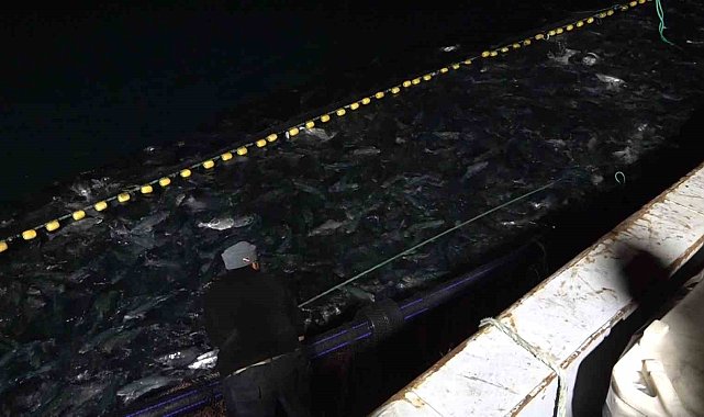 İhracat rekorları kıran Türk Somonu'nun hasadına başlandı