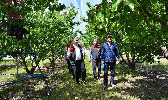 İhracatlık kiraz üretim merkezi Honaz'da bu yıl 5 bin ton rekolte bekleniyor