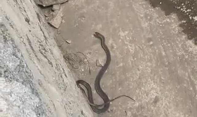 İki farklı ilçede yılan paniği