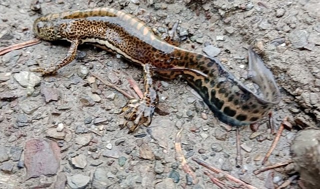 Ilgaz Dağı Milli Parkı'nda Anadolu semenderi görüntülendi