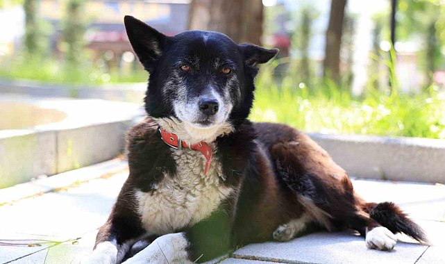 İşkenceye maruz kalan "Lokum" hayata tutundu