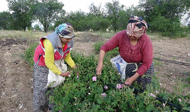 Isparta'yı bu yıl gül kokusu erken sardı