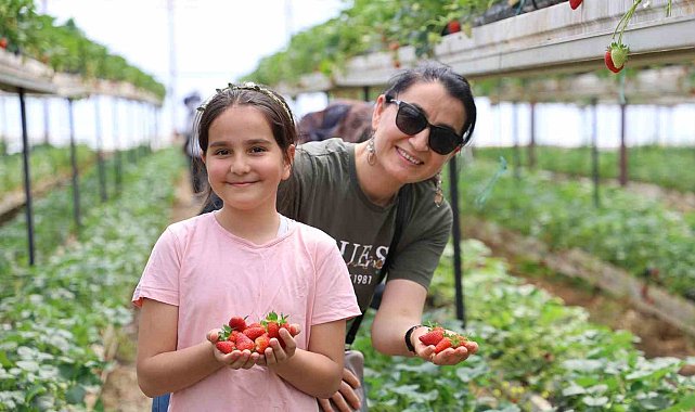İstedikleri kadar topluyorlar
