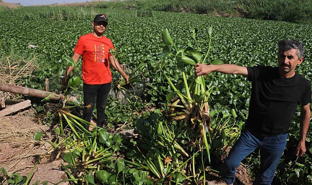 İstilacı su sümbülleri, Asi Nehri'ni adeta görülmez hale getirdi