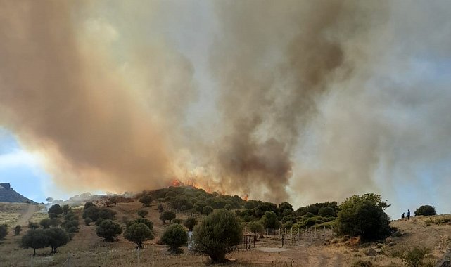 İzmir'de otluk ve zeytinlik alanda yangın