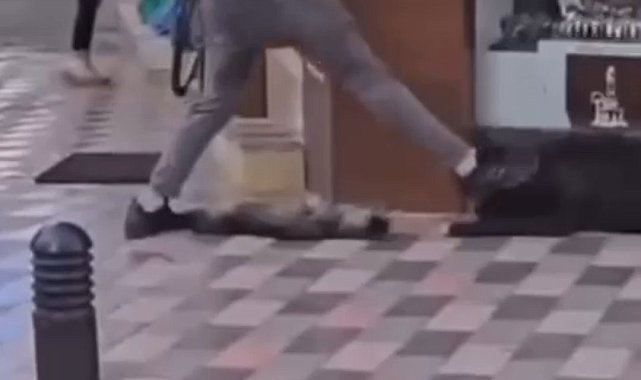 İzmir'de yasaklı ırk köpek kediye saldırmıştı, sahibi adliyeye sevk edildi