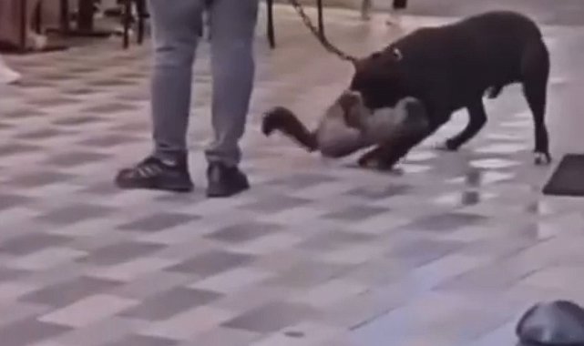 İzmir'de yasaklı ırk köpek kediyi nefessiz bıraktı, sahibi gözaltına alındı