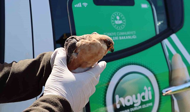 Jandarma yaralı doğana sahip çıktı
