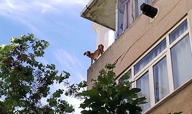 Kadıköy'de ihmalkar hayvan sahibine vatandaşlardan tepki