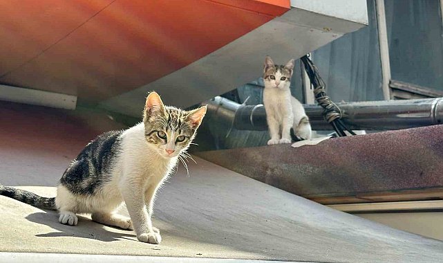 Kadıköy'de pitbull dehşeti: Mahalle sakinleri yetkililerden yardım istedi