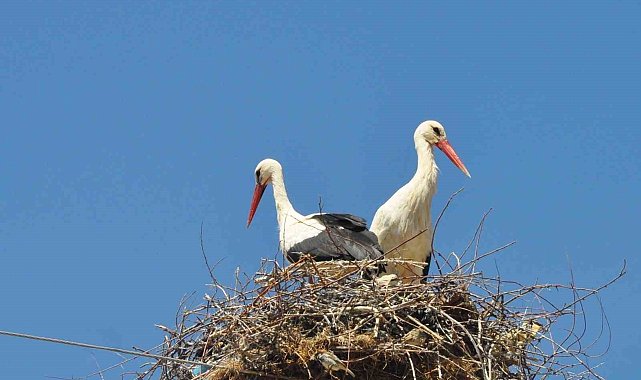Kahramanmaraş'ta elektrik direklerini leylekler doldurdu