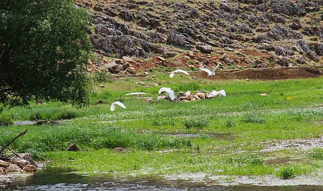 Kahramanmaraş'ta Mağaragözü Çayında göçmen kuşlar görsel şölen oluşturdu
