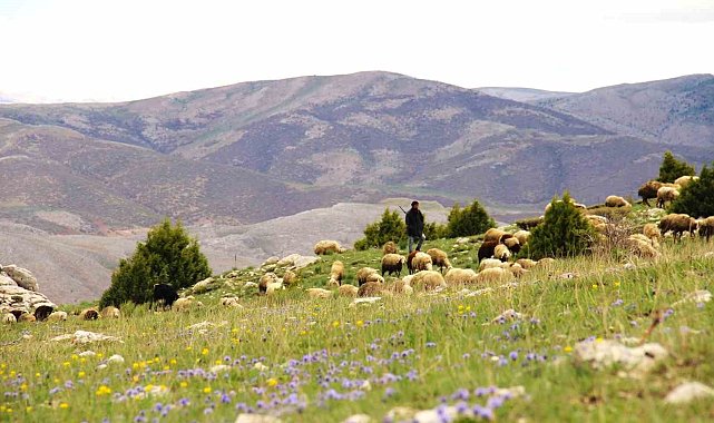 Kahramanmaraş'ta sürüler yaylalara çıkmaya başladı