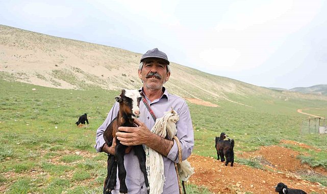 Kahramanmaraşlı çoban 40 hayvanını dağ zirvesinde 6 ay otlatıyor