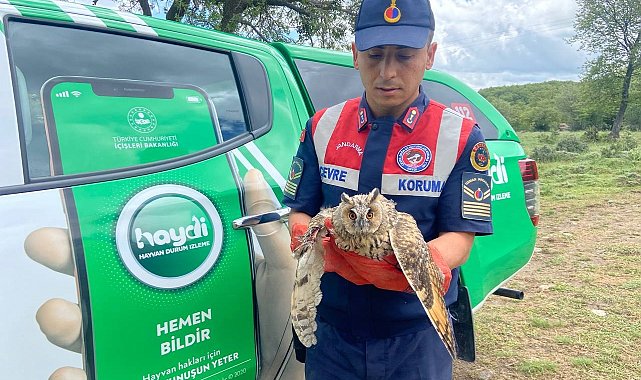 Kanadı kırık baykuşa jandarma şefkati