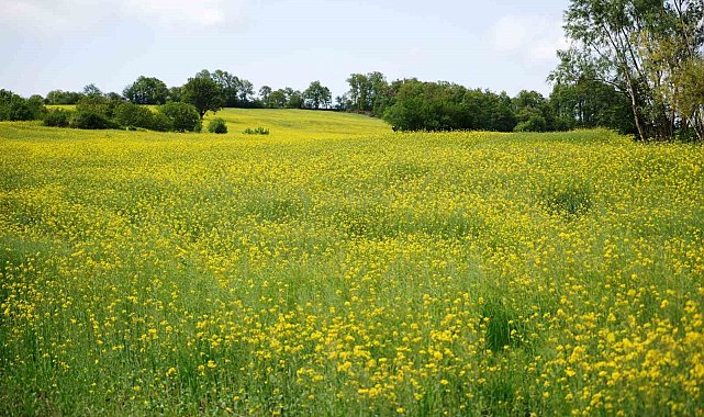 Kanola çiçek açtı, tarlalar sarıya boyandı