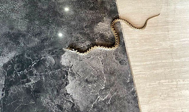 Karabük'te hava sıcaklıkları sonrası yılanlar çıkmaya başladı