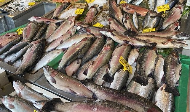 Karadeniz alası somon balığının fiyatı düştü, halk ozanları balıklar için mani okudu