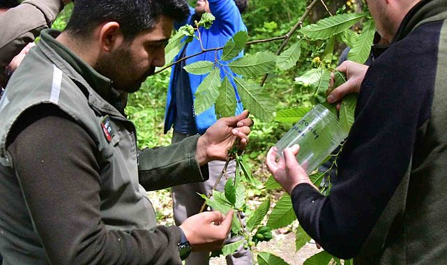 Karadeniz'de kestanede verimini düşüren gal arılarına karşı biyolojik mücadele sürüyor