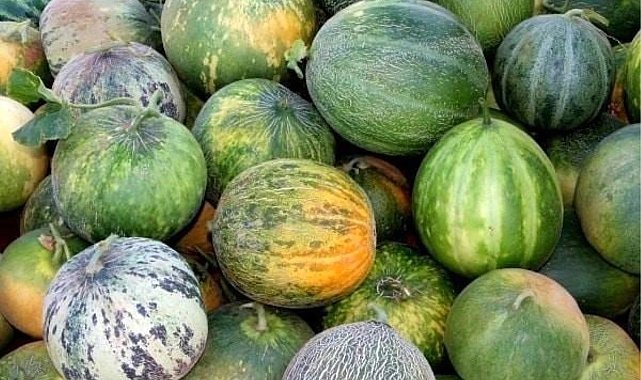 Karahallı Kavunu Uluslararası Lezzet Kataloğu Ark of Taste listesine kabul edildi