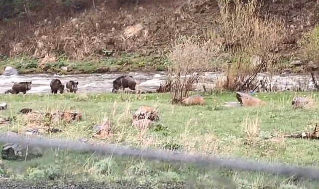 Kars-Göle yolunda domuz sürüsü görüntülendi