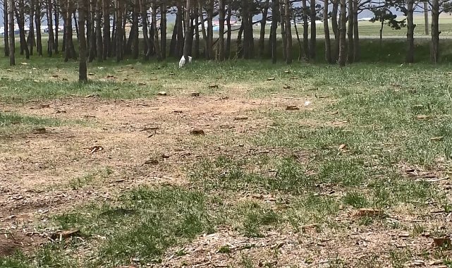 Kars'ta tarhi tren istasyonundaki kuru çam ağaçları kesildi