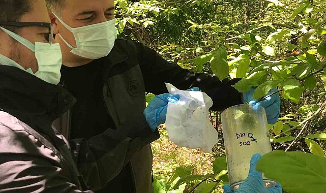 Kastamonu'da 'savaşçı böcekler' doğaya salındı
