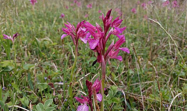 Kavak salebi markalaşıyor