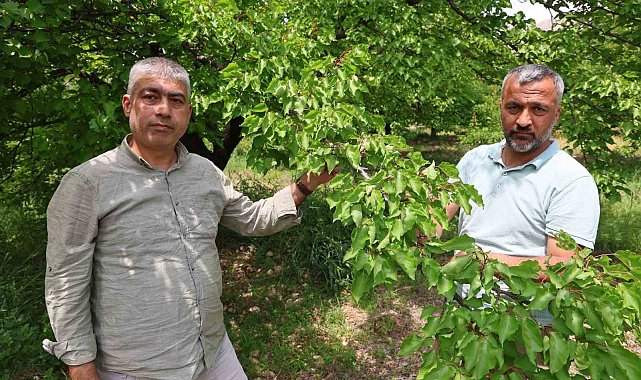 Kayısıyı &#039;sis&#039; vurdu, rekoltede yüzde 60 düşüş bekleniyor