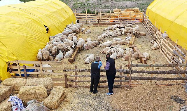 Keçiören'de kurban satış alanları için başvurular başladı