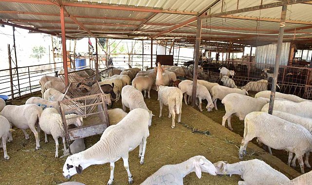 Kepez'den kurban pazarı hizmeti