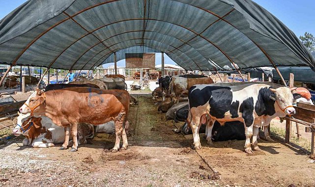 Kepez&#039;in kurban pazarında satışlar başladı