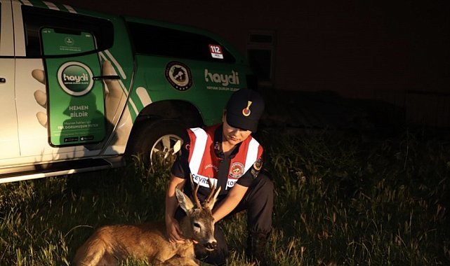 Kırklareli'nde yaralı karaca tedavi altında alındı