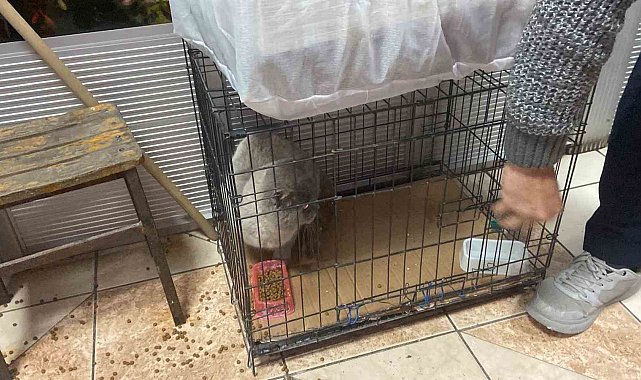 Kolilerin arkasında sıkışan kedi kurtarıldı