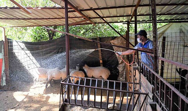 Konyaaltı'nda hayvan yetiştiricilerine ilaçlama desteği