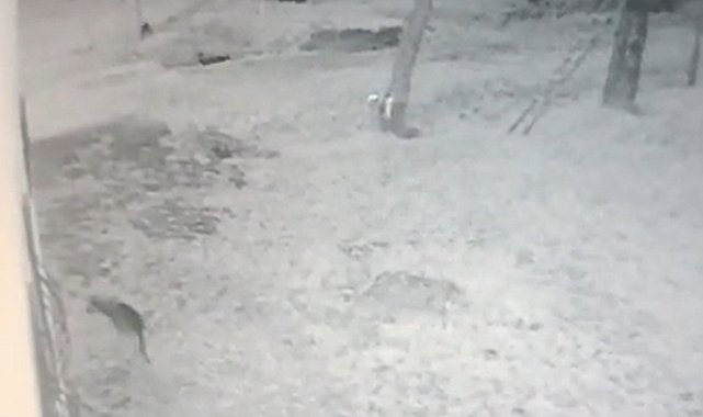 Köye inen kurt, iş yeri bahçesindeki köstebeği böyle avladı