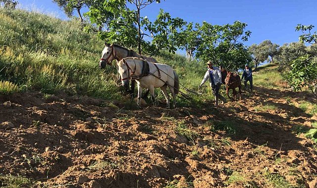 Köyünü terk etmeyen gençler günlük 3 bin liraya çalışıyor