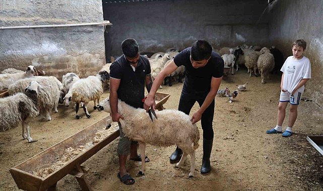 Küçükbaş hayvanda stokçuluğun kurban fiyatlarını artırdığı iddiası