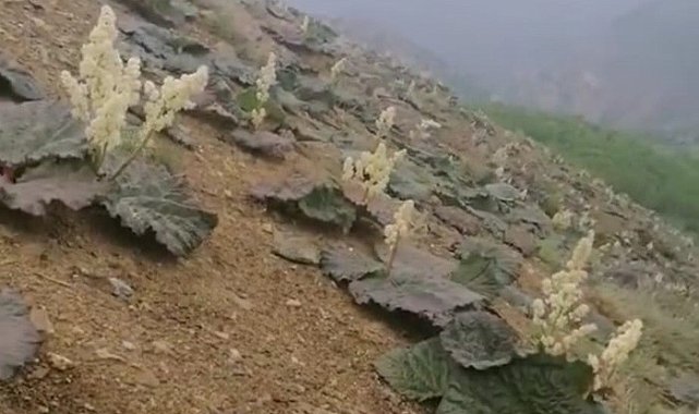 Kulp'ta 'ışkın' otu boy gösterdi