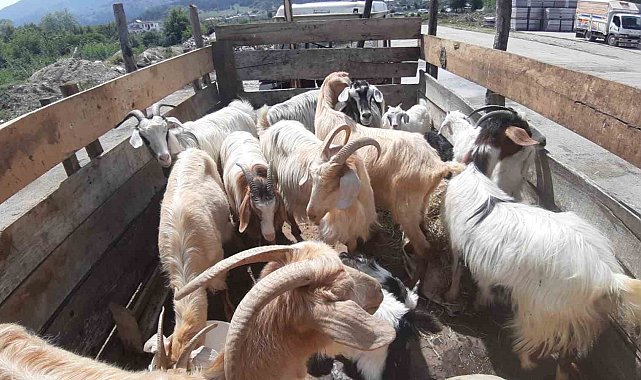 Kurban pazarında son yılların en durgun günleri yaşanıyor