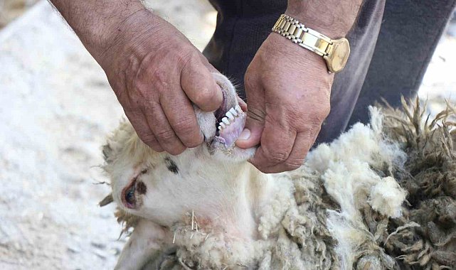 Kurbanlık alırken dikkat edilmesi gerekenler