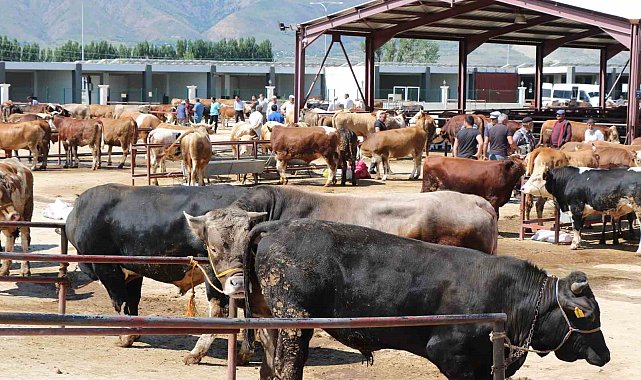 Kurbanlık seçerken bunlara dikkat edin
