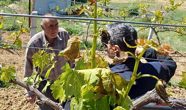 Kütahya ilçelerinde zirai don olayı nedeniyle zarar tespit çalışmaları