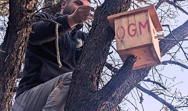 Kütahya'da ormanlara asılan yeni kuş yuvalarında ilk yavrular dünyaya geldi