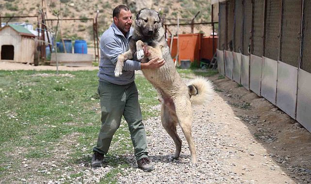 Kuzenlerin mücadelesi