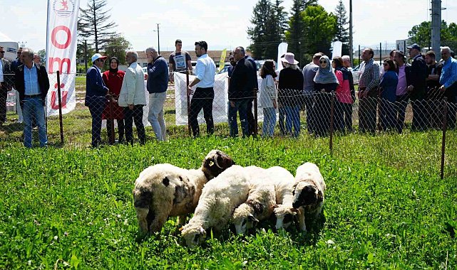 Kuzu etinin fiyatını düşürecek proje