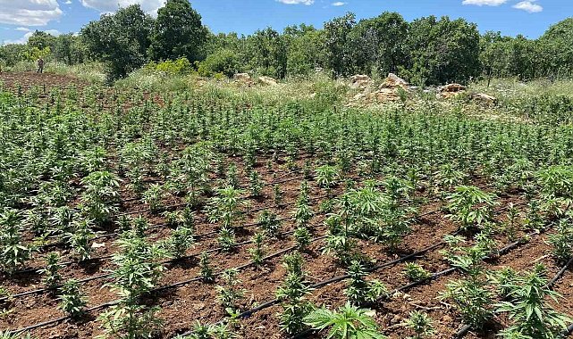 Lice'de 90 bin kök kenevir ele geçirildi