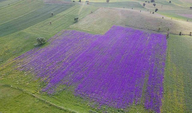 Macar fiği ekti, tarlası Rönesans tablosuna döndü