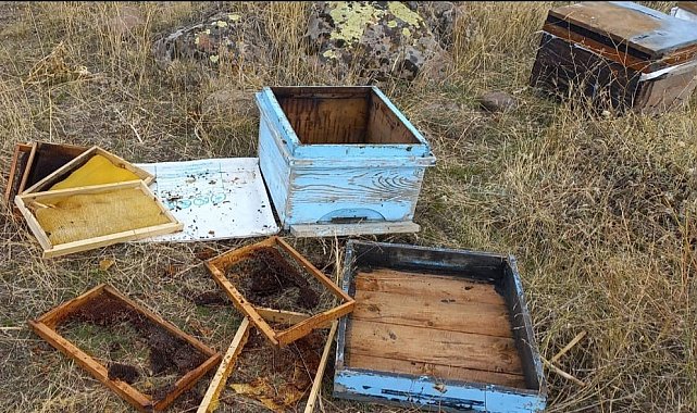 Malatya'da aç kalan ayılar arı kovanlarına saldırdı