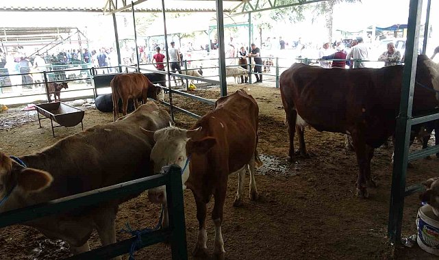 Malatya'da büyükbaş kurbanlık fiyatları açıklandı